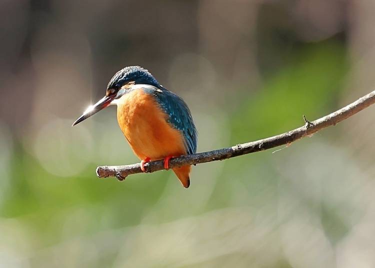 Photo: Institute for Nature Study