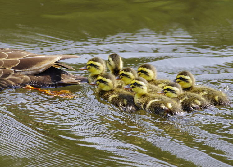 Photo: Institute for Nature Study