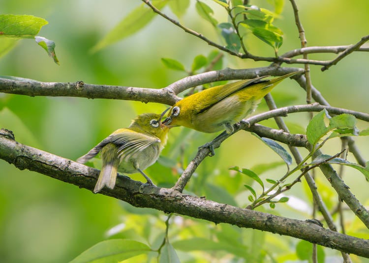 Photo: Institute for Nature Study