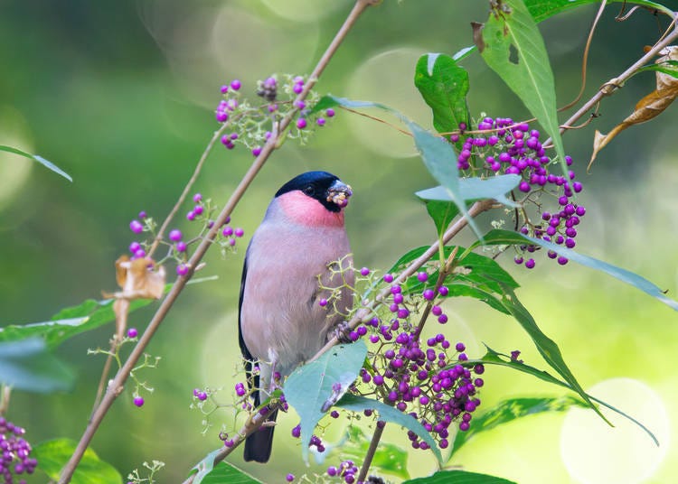 Photo: Institute for Nature Study