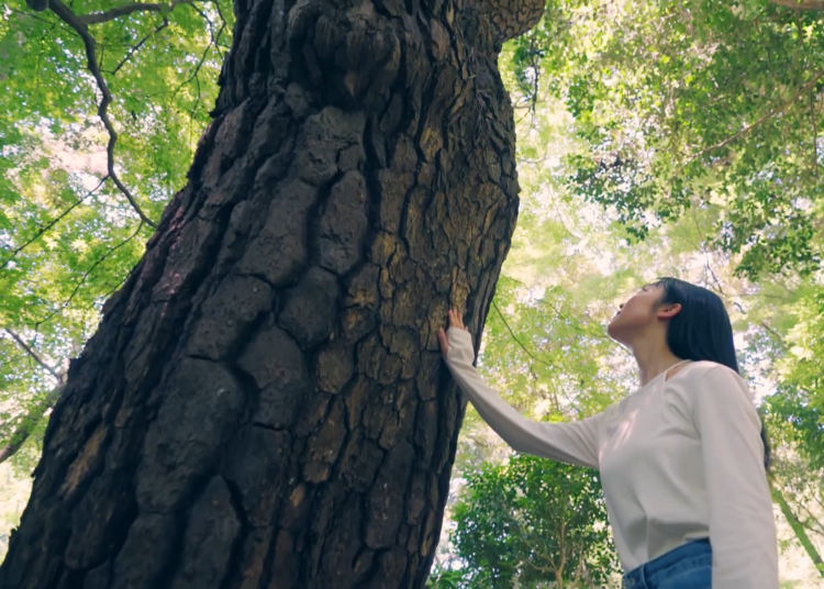 癒しを求めたくなったら、自然教育園へ