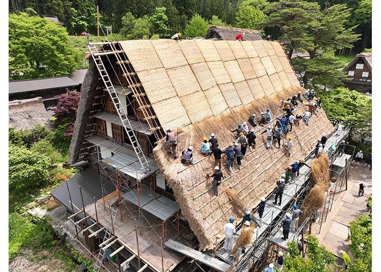 传统的共同作业“结”,守护并传承白川乡合掌造建筑的茅草屋顶更换作业。