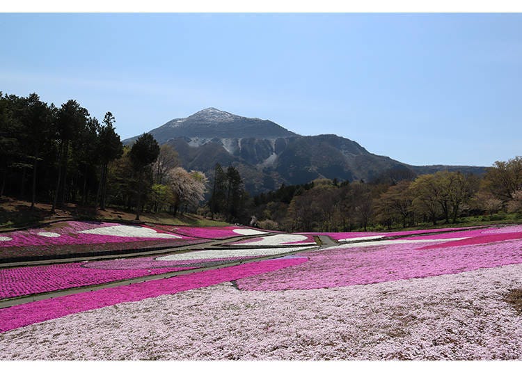 Photo courtesy of the Saitama Prefecture Products & Tourism Association. Reproduction