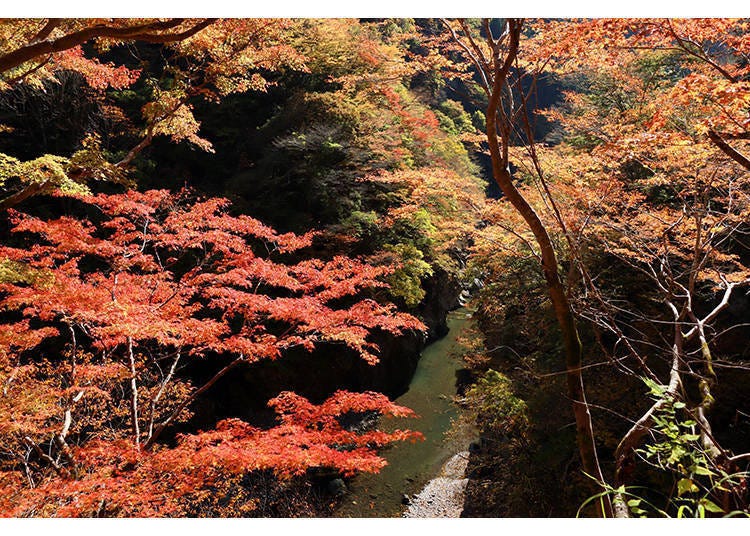 Photo courtesy of the Saitama Prefecture Products & Tourism Association. Reproduction