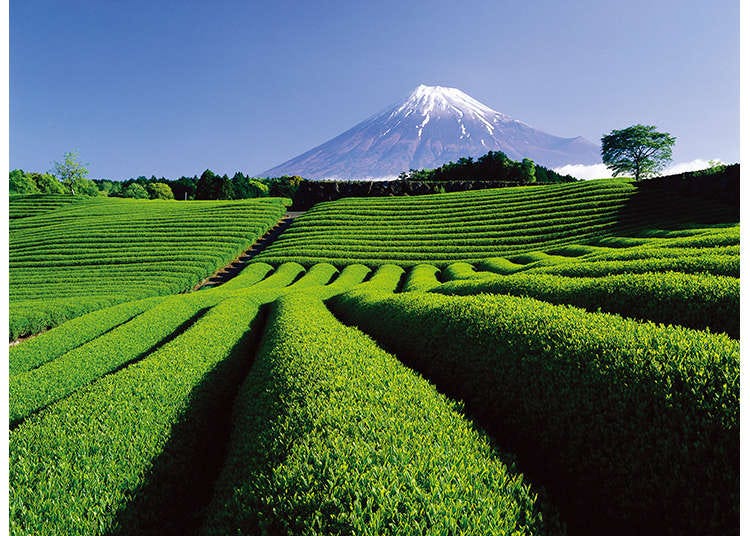 At the Foot of Majestic Mount Fuji: Explore Shizuoka from Shin-Fuji Station