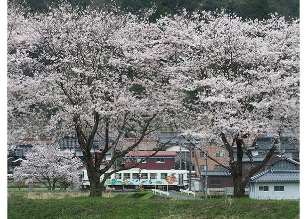 跨越時光的懷舊之旅：走訪仍保留蒸汽火車的若櫻站與鳥取東部