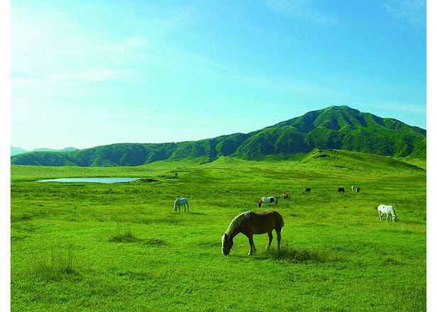 大自然的壯闊全景與活火山：阿蘇地區全方位旅遊指南