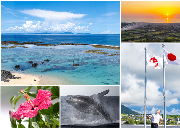 Discover Tokunoshima, The Hidden Paradise in Southern Japan