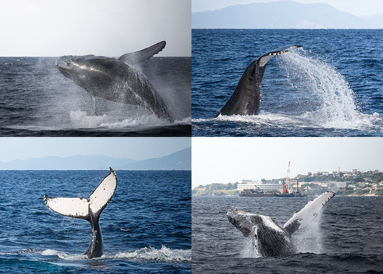 Winter: The Season of Humpback Whales