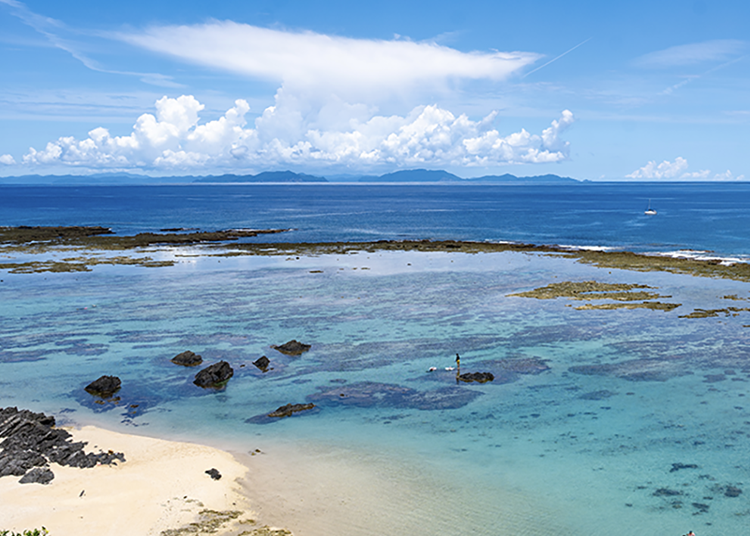 Discover Tokunoshima, The Hidden Paradise in Southern Japan | LIVE