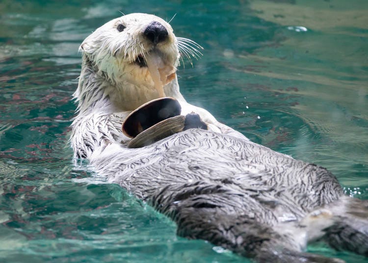 Toba City (Mie) | Starting April 2026