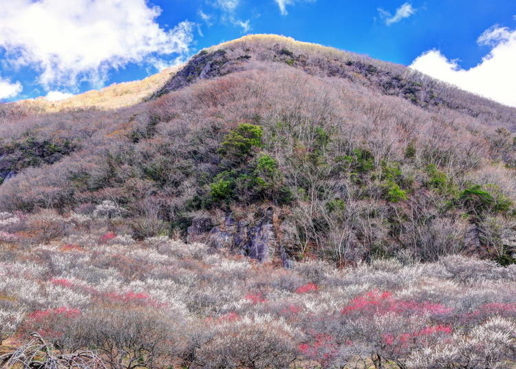 湯河原町（神奈川縣）｜計劃於 2026 年 4 月起引入