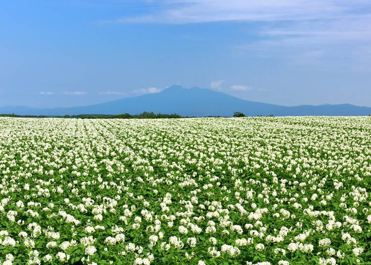 小清水町(預定)
