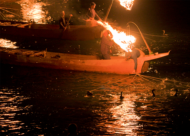 鸕鶿捕魚的畫面