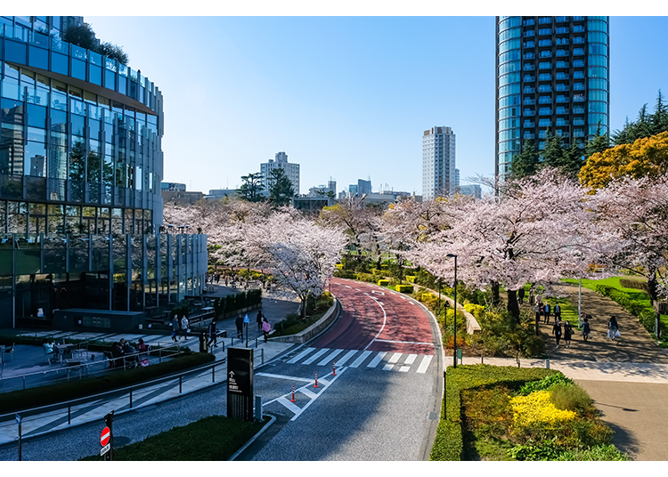 *Tokyo Midtown (Sakura-dori Street)
