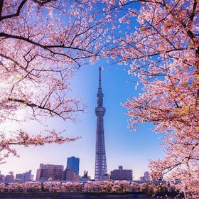 Ueno Park, Chidorigafuchi & Meguro River Night Cherry Blossom Day Tour (Includes Lunch)
(Photo credit: Klook)