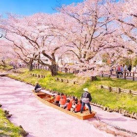 Gongendo Park Cherry Blossoms, Little Edo Kawagoe & Mitsui Outlet Park Day Tour
(Photo credit: Klook)