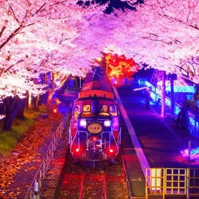 Kyoto Night Cherry Blossom Illumination Tour: Kinkaku-ji & Arashiyama (Includes Night Sakura Train)
(Photo credit: Klook)