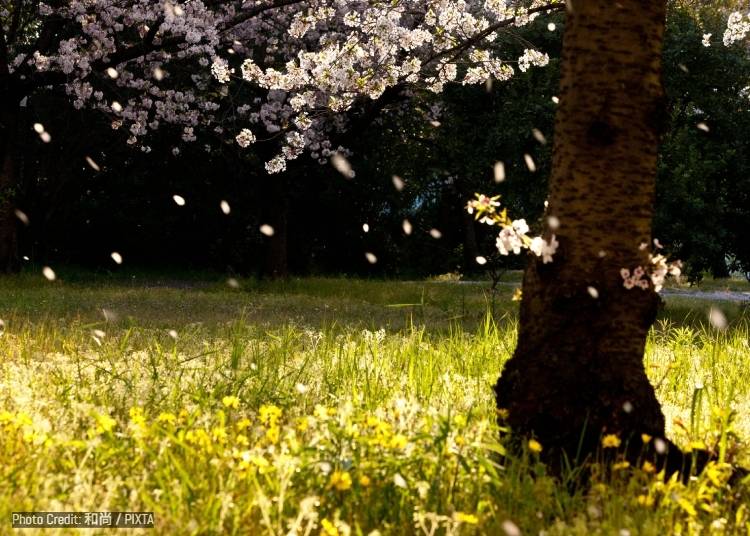 Hara-hara (はらはら)