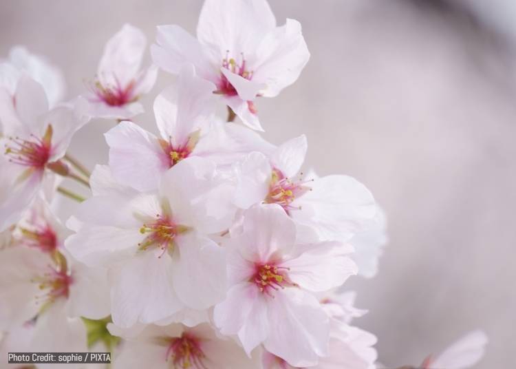 可憐（惹人憐愛／Karen）