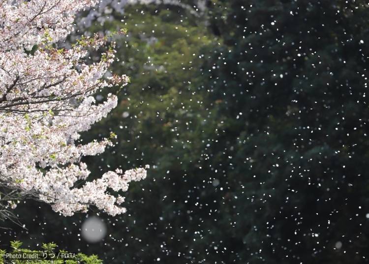桜吹雪（櫻吹雪／Sakura Fubuki）