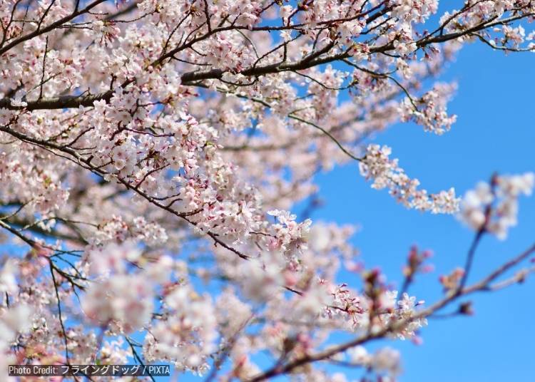 淡い（淡雅／Awai）