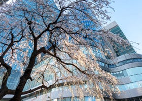 2026 Japan Cherry Blossom Report: Tokyo Beginning Bloom