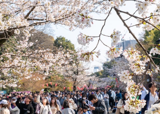 2026 Japan Cherry Blossom Report: Tokyo at Peak Bloom