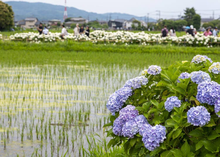 Stroll Through Kaisei’s Rainbow-Hued Rice Paddies