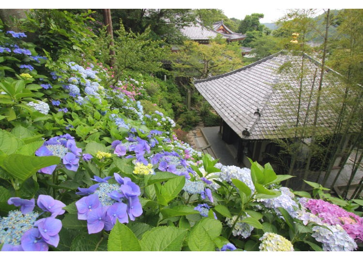 圖片來源：鎌倉長谷寺