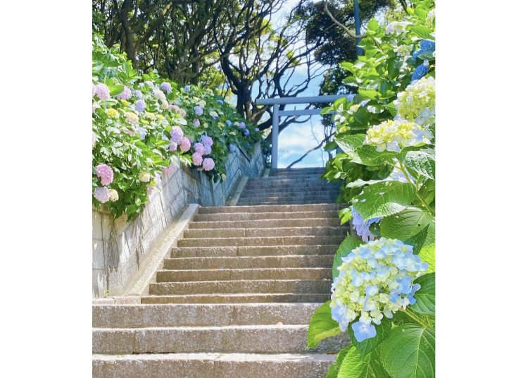 (Image: Sakatsura Isosaki Shrine)