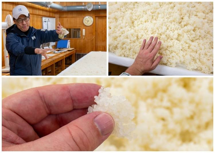 Koji is sprinkled and then gently worked into the rice to begin its transformation (Photo: Timothy Sullivan/LIVE JAPAN)