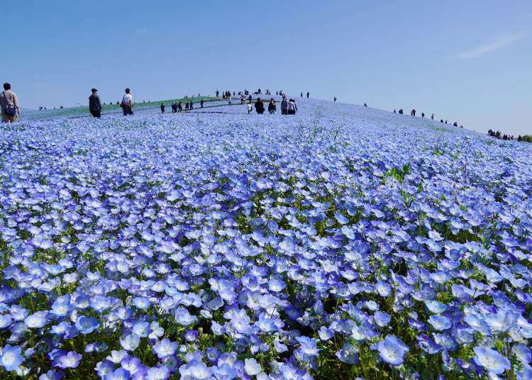 5.3 Million Baby Blues in Bloom! Nemophila Peak Announced at Hitachi Seaside Park