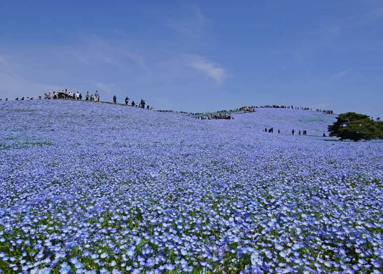 Photo taken on April 17 (Credit: Parks and Recreation Foundation)