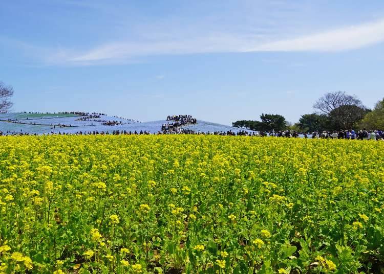 Photo taken on April 17, with canola blossoms in foreground (Credit: Parks and Recreation Foundation)