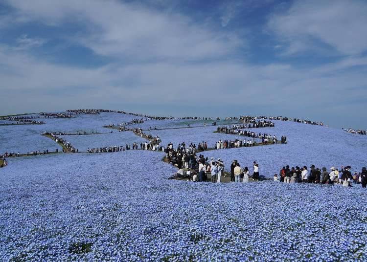 Photo taken on April 19 (Credit: Parks and Recreation Foundation)