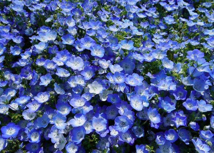 攝於4月17日（圖片來源：Parks and Recreation Foundation）