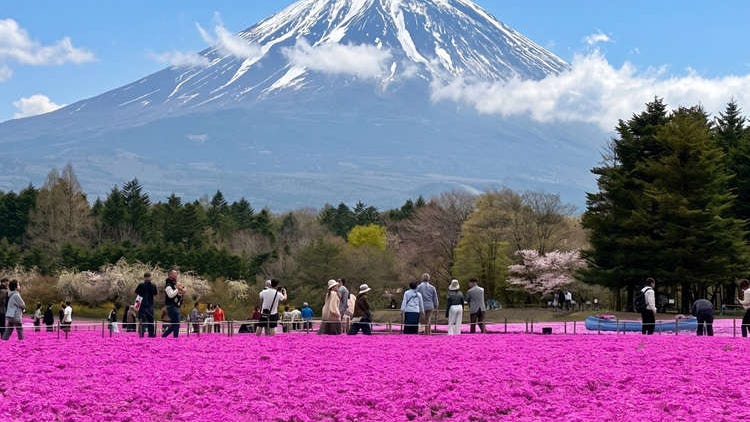 Japan's Most Photogenic Spring Event? Mt. Fuji's Pink Carpet Is Back for 2026