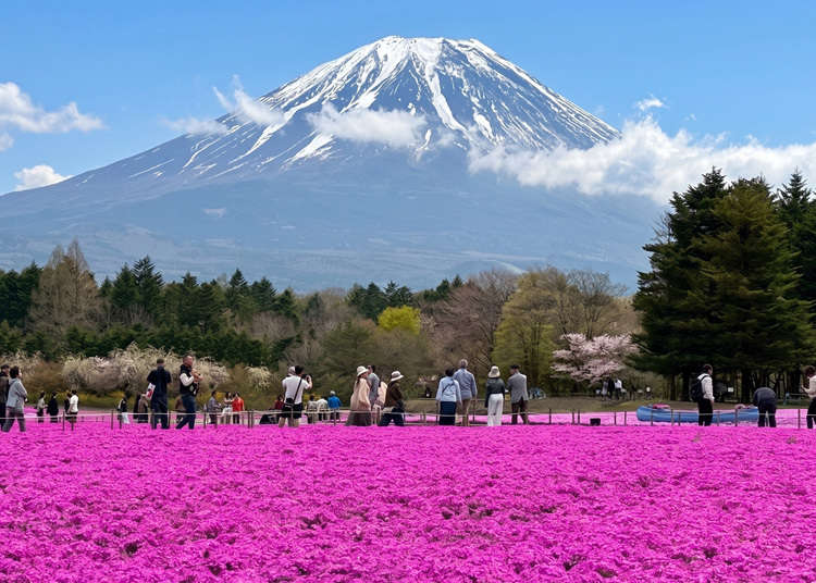 Japan's Most Photogenic Spring Event? Mt. Fuji's Pink Carpet Is Back for 2026