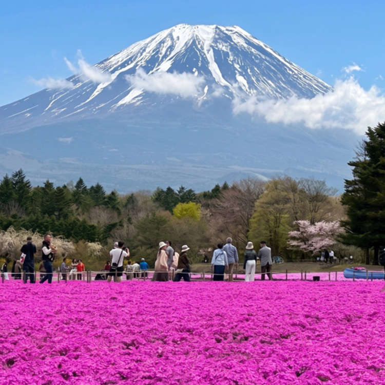 日本で最もフォトジェニックな春の絶景？富士山の麓に広がる「ピンクの