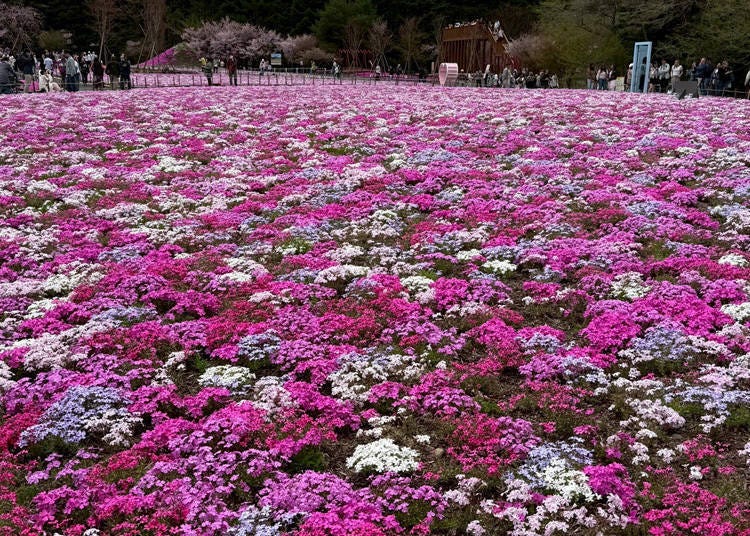 (Photo: LIVE JAPAN Editor)