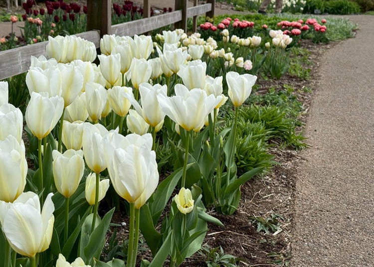 (Photo: LIVE JAPAN Editor)