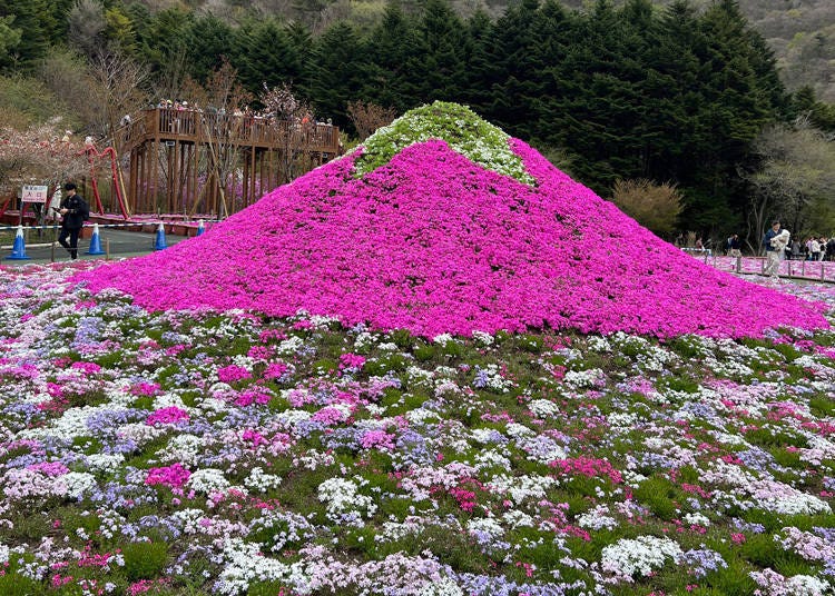 日本で最もフォトジェニックな春の絶景？富士山の麓に広がる「ピンクの
