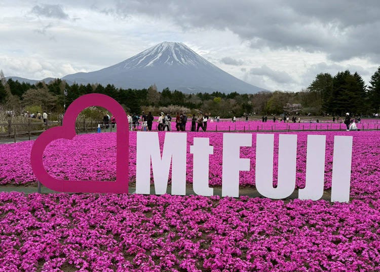 日本で最もフォトジェニックな春の絶景？富士山の麓に広がる「ピンクの
