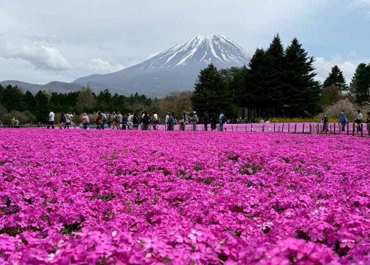 日本で最もフォトジェニックな春の絶景？富士山の麓に広がる「ピンクの