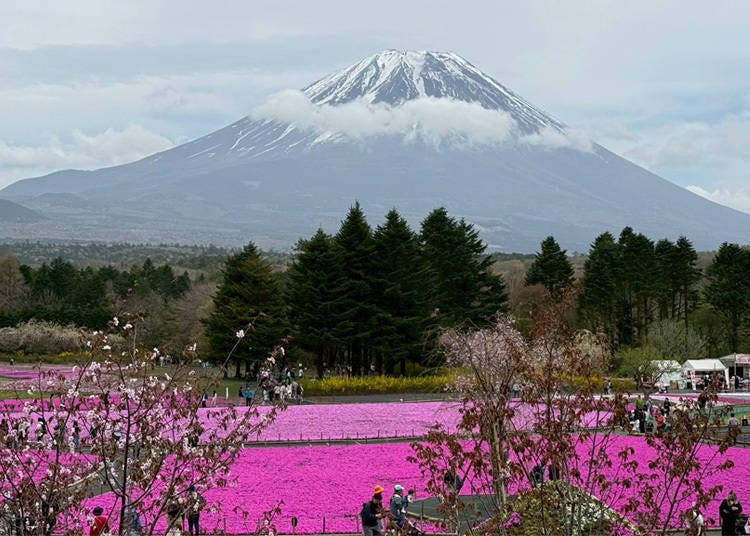 日本で最もフォトジェニックな春の絶景？富士山の麓に広がる「ピンクの