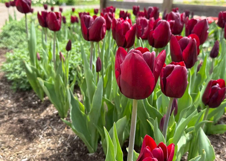 圖片來源：LIVE JAPAN 編輯部