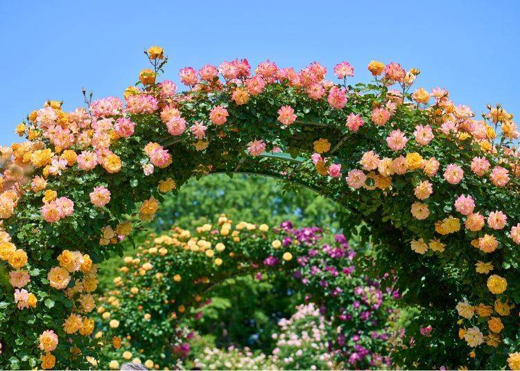Image source: Keisei Rose Nurseries, Inc.
