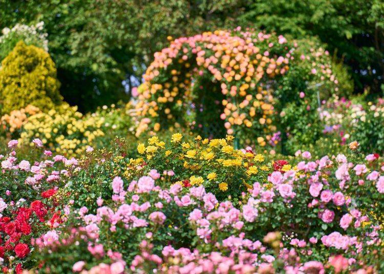 Image source: Keisei Rose Nurseries, Inc.