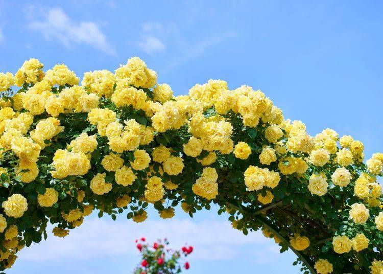 Image source: Keisei Rose Nurseries, Inc.